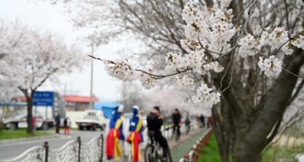 홍성군, 오서산 벚꽃길 버스킹 공연 개막식